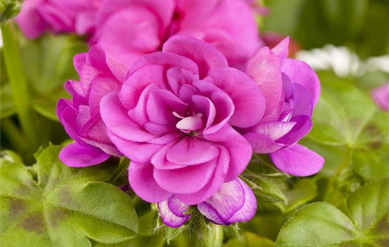 Pelargonium peltatum, gefüllt