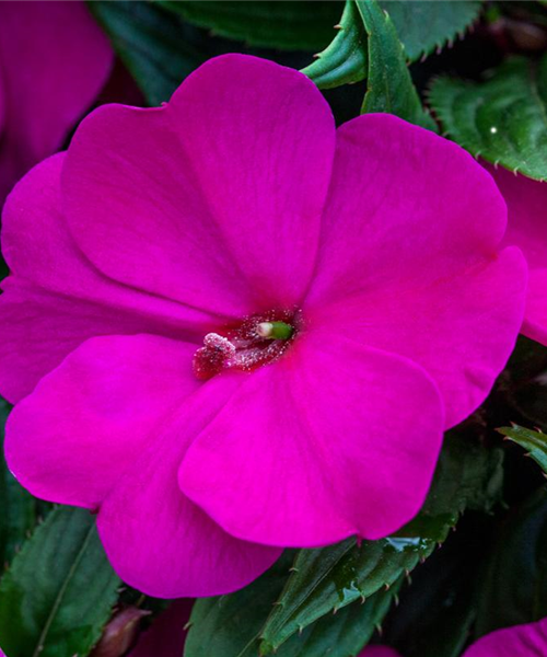 Impatiens neuguinea
