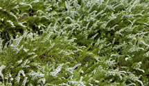 Calluna vulgaris