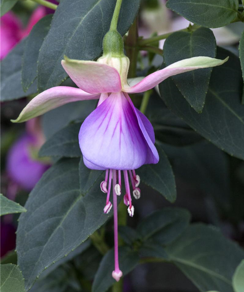 Fuchsia 'Jollies® Trailing Belfort'(s)