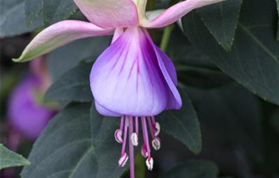 Fuchsia 'Jollies® Trailing Belfort'(s)
