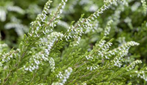 Calluna vulgaris