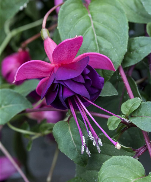 Fuchsia 'Jollies® Trailing Tulle'(s)