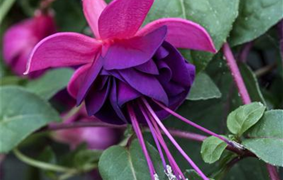 Fuchsia 'Jollies® Trailing Tulle'(s)