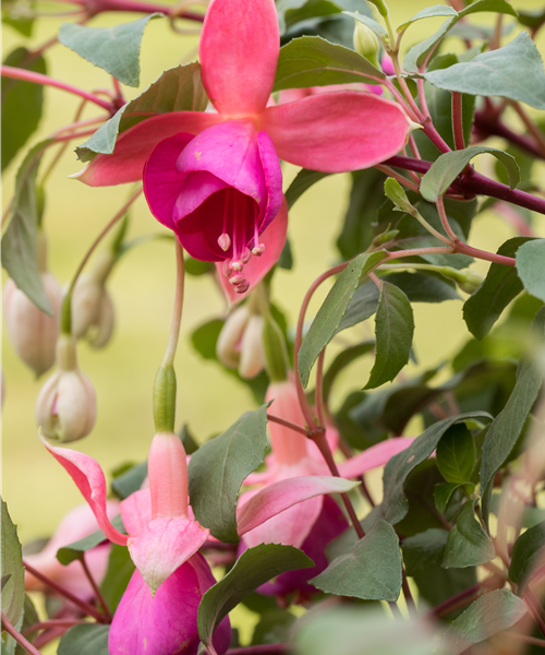 Fuchsia 'Swingtime'