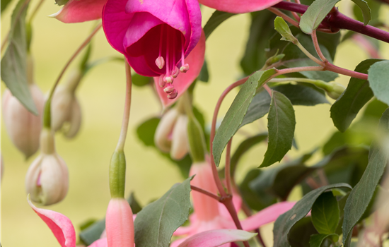 Fuchsia 'Swingtime'