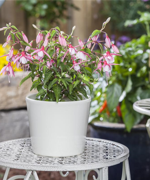 Fuchsia Hybride, stehend