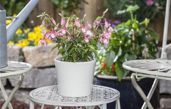 Fuchsia Hybride, stehend