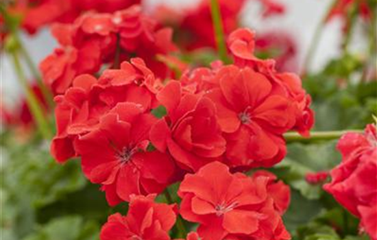 Pelargonium