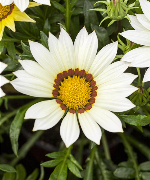 Gazania rigens 'Gazoo'
