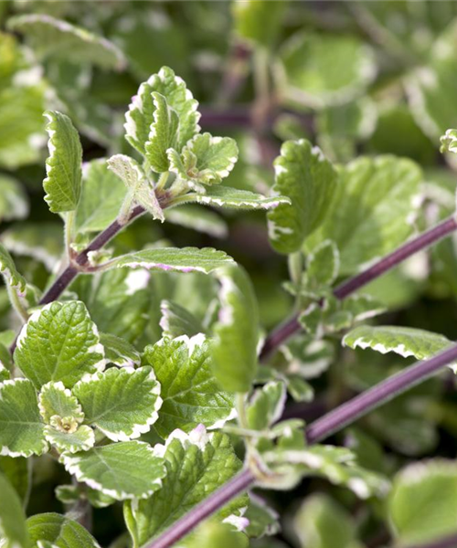 Plectranthus coleoides