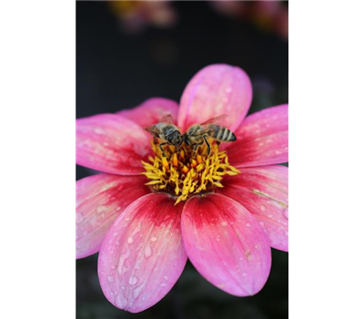 Pflanze des Jahres 2020