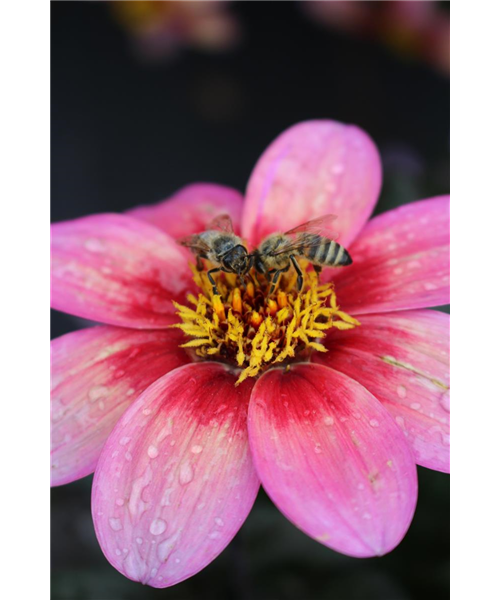 Rockin´ Rosi Rockin´ Rosi