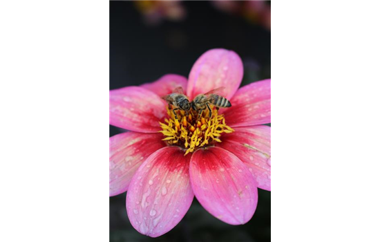 Rockin´ Rosi Rockin´ Rosi