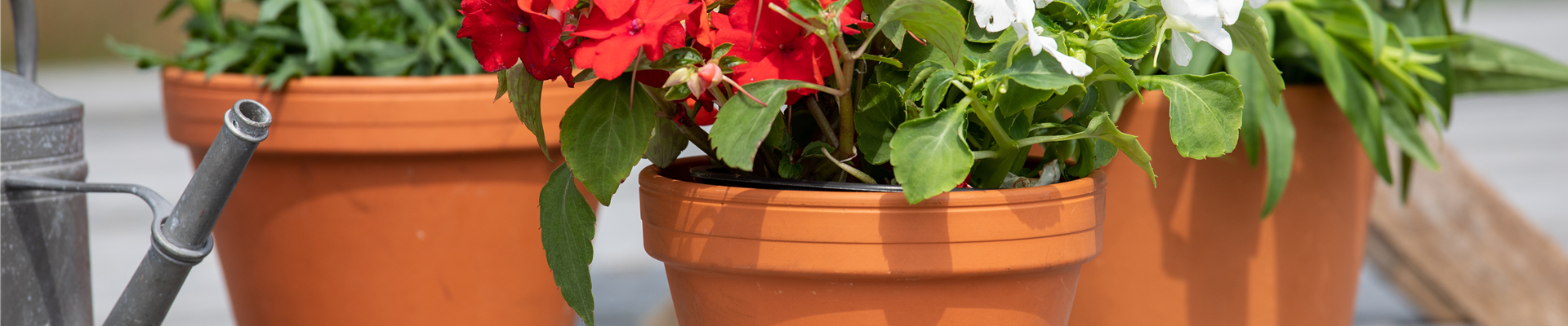 Impatiens walleriana Impatiens walleriana