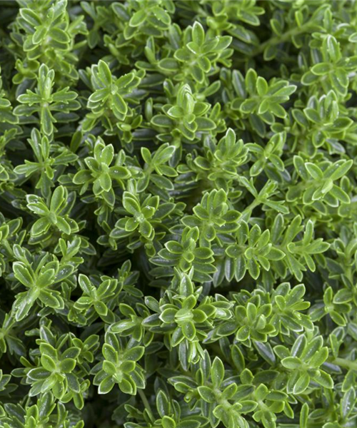 Hebe "Bubikopf" Hebe "Bubikopf"