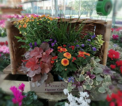 Herbstsonne 2 Herbstsonne 2