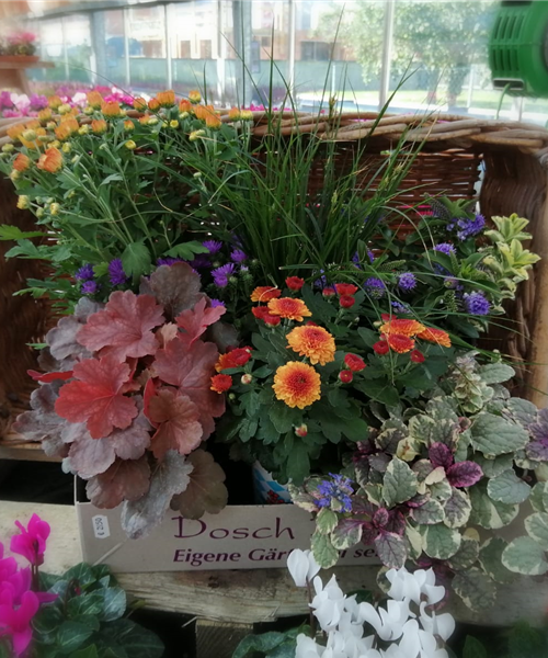 Herbstsonne 2 Herbstsonne 2