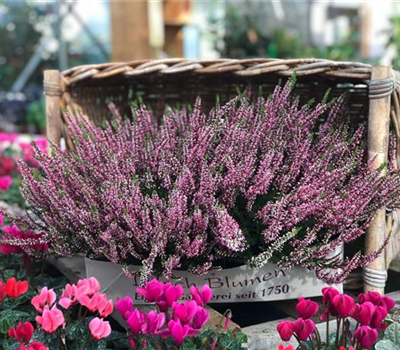 Besenheide rosa