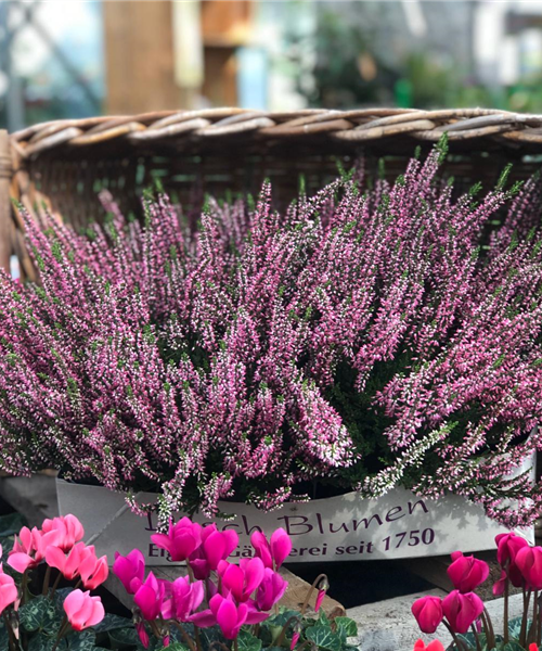Besenheide rosa