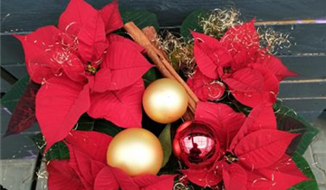 Weihnachtsstern