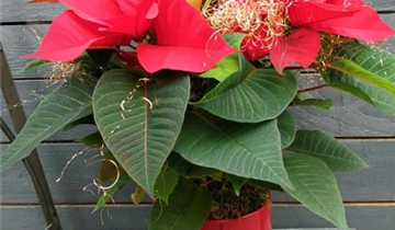 Weihnachtsstern
