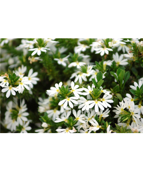 Scaevola aemula Saphira Mix