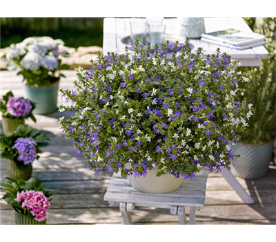 Pflanze des Jahres 2021