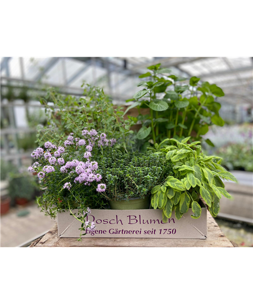 Spezial Kräuterkiste 