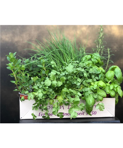 Mix Kräuterkiste Mix Kräuterkiste