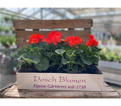 Geranienkiste Rot Geranienkiste Rot