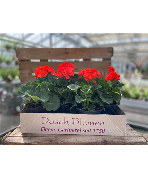 Geranienkiste Rot Geranienkiste Rot