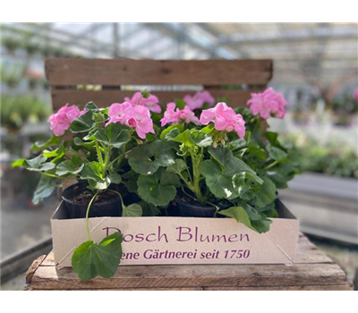 Geranienkiste Rosa Geranienkiste Rosa