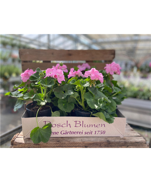 Geranienkiste Rosa Geranienkiste Rosa