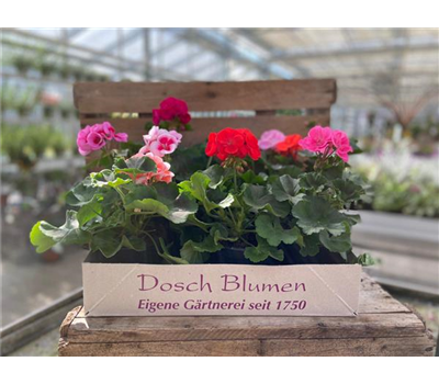 Geranienkiste Mix Geranienkiste Mix