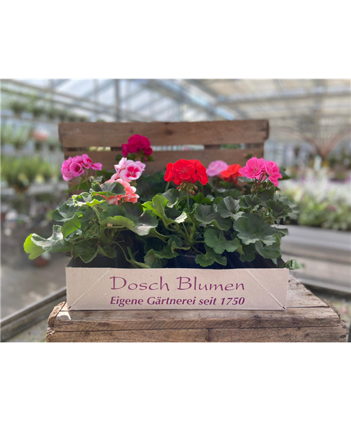 Geranienkiste Mix Geranienkiste Mix