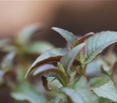 Minzblättrige Indianernessel - Einpflanzen im Garten