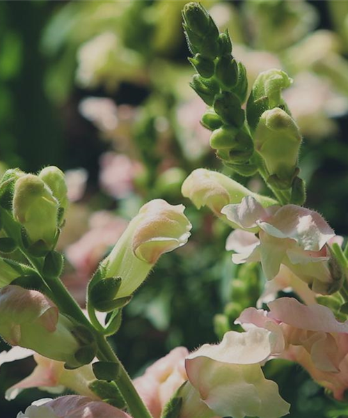 Löwenmaul - Einpflanzen im Garten