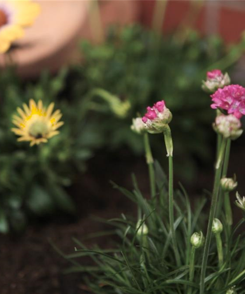 Strandgrasnelke - Einpflanzen im Garten