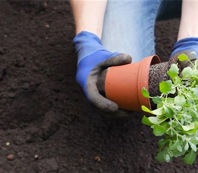 Blaukissen - Einpflanzen im Garten Blaukissen - Einpflanzen im Garten