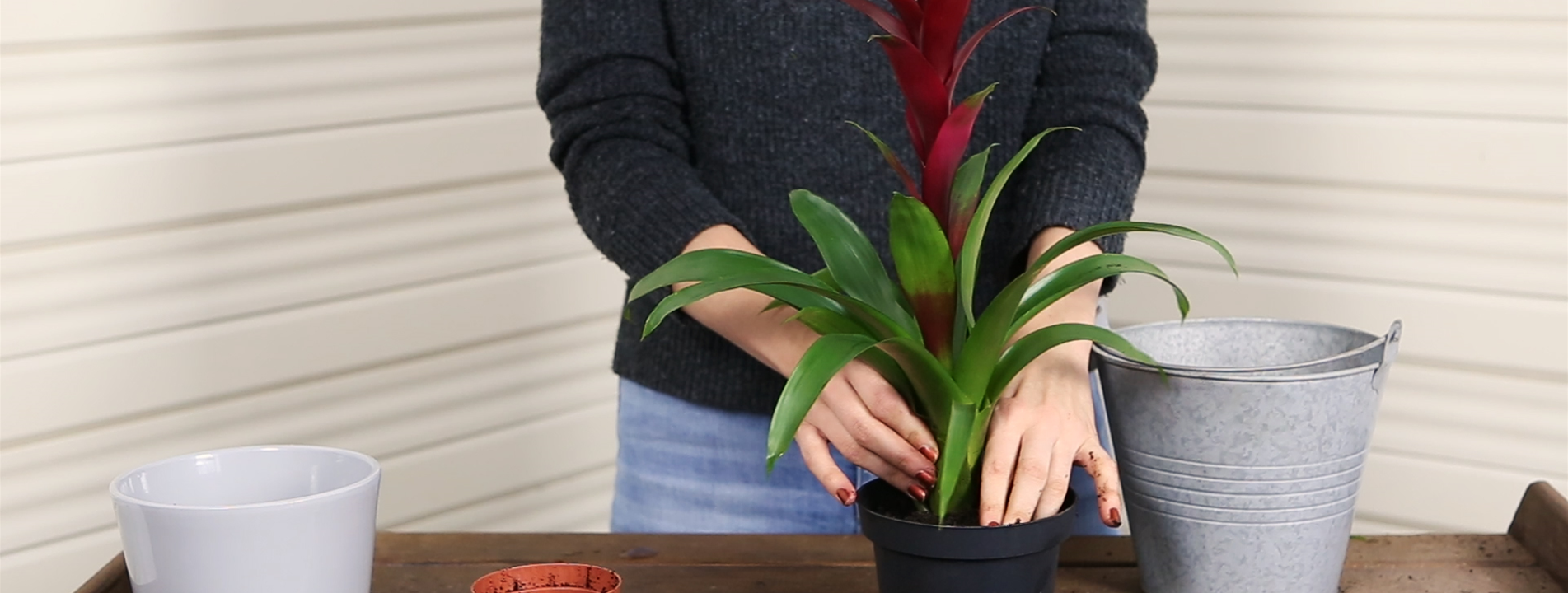 Bromelie - Einpflanzen in ein Gefäß