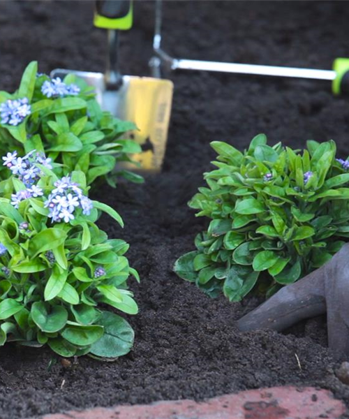 Vergissmeinnicht - Einpflanzen im Garten