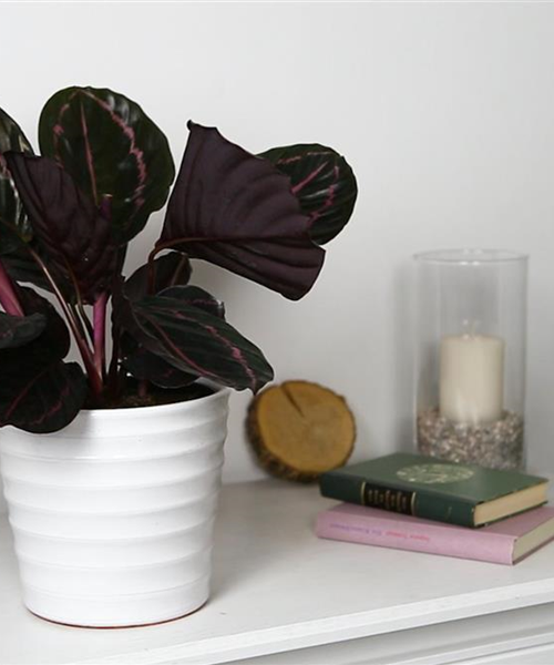 Korbmarante - Einpflanzen in ein Gefäß