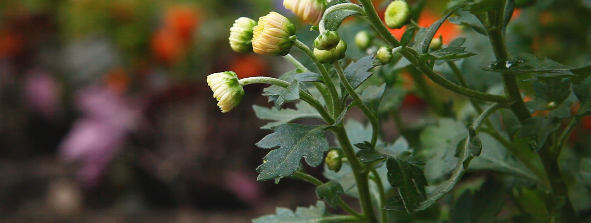 Chrysanthemen - Einpflanzen im Garten