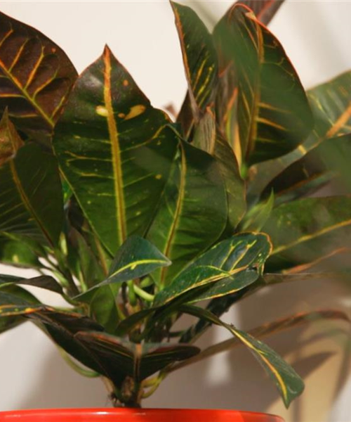 Wunderstrauch - Umtopfen Wunderstrauch - Umtopfen