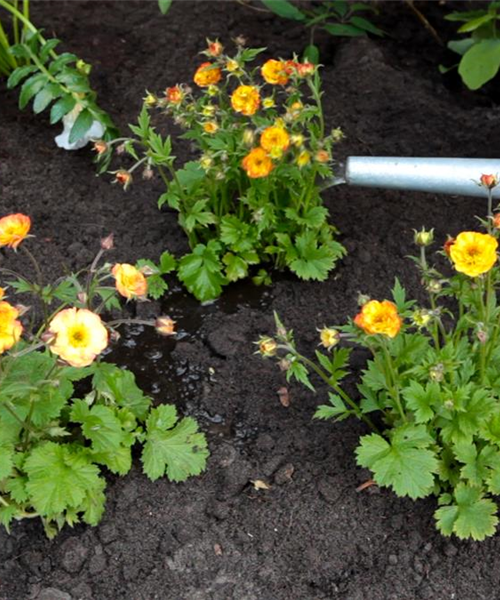 Nelkenwurz - Einpflanzen im Garten Nelkenwurz - Einpflanzen im Garten