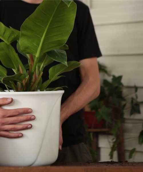 Philodendron - Einpflanzen in ein Gefäß