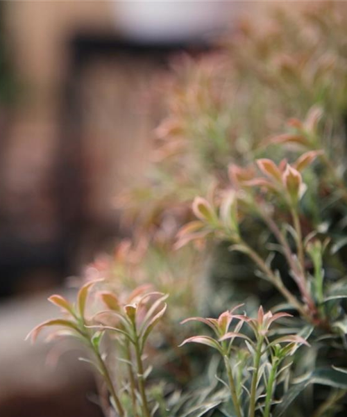 Japanisches Schattenglöckchen - Einpflanzen im Garten
