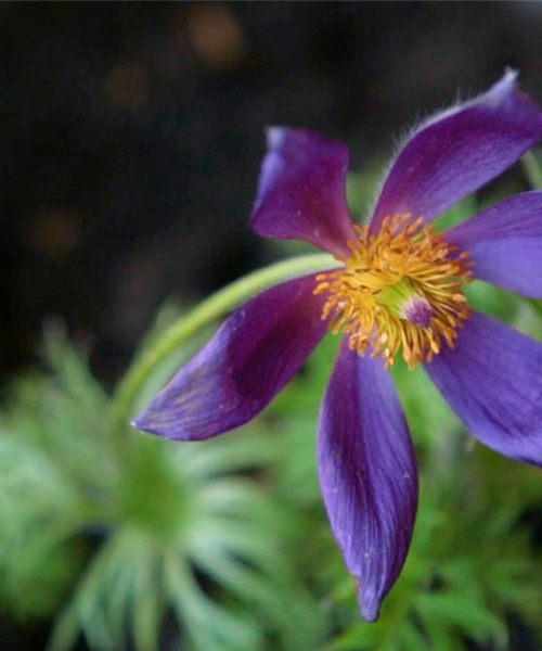Küchenschelle - Einpflanzen im Garten