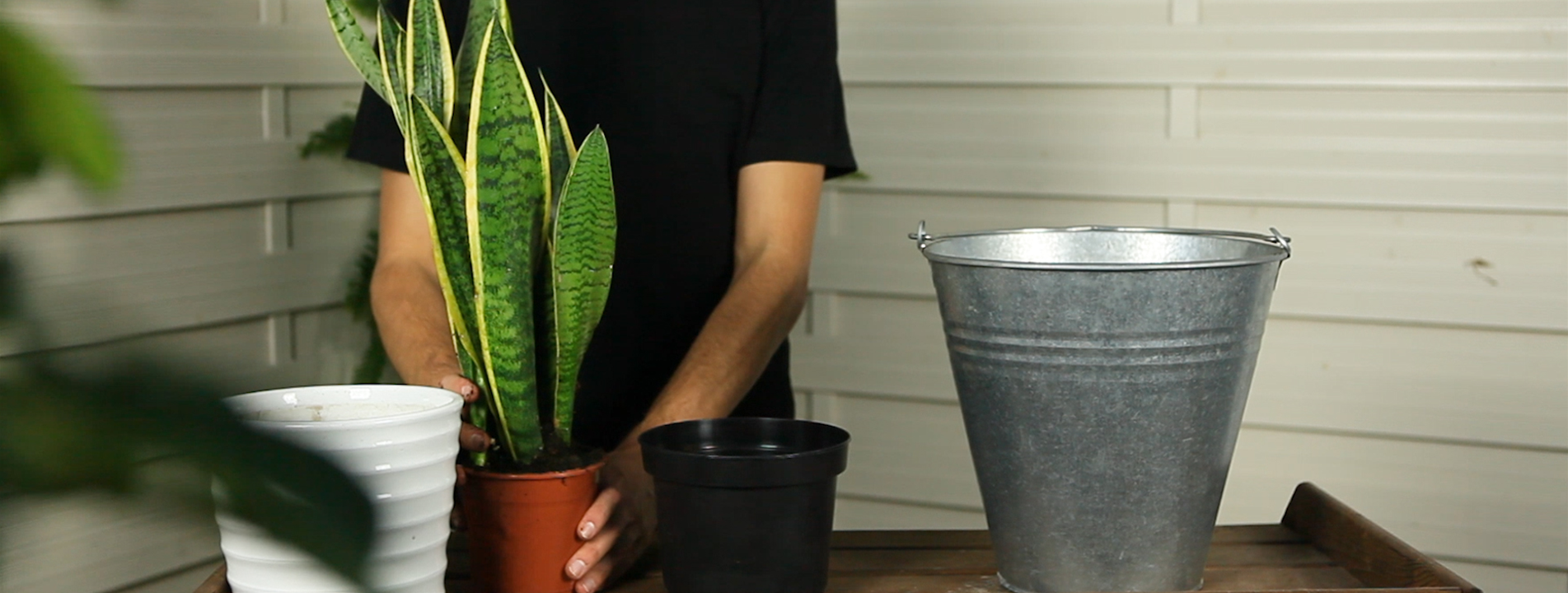 Bogenhanf - Umtopfen